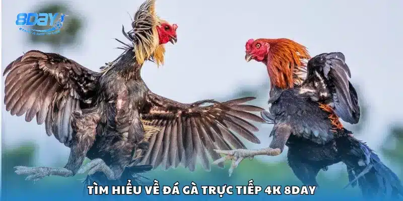 Tìm hiểu về đá gà trực tiếp 4K 8Day