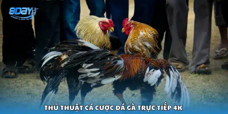 Thủ thuật cá cược đá gà trực tiếp 4K 