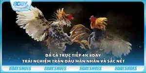 Đá gà trực tiếp 4K 8Day – Trải nghiệm trận đấu mãn nhãn và sắc nét