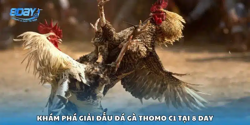 Khám phá giải đấu đá gà Thomo C1 tại 8 day