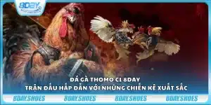 Đá gà Thomo C1 8day - Trận đấu hấp dẫn với những chiến kê xuất sắc