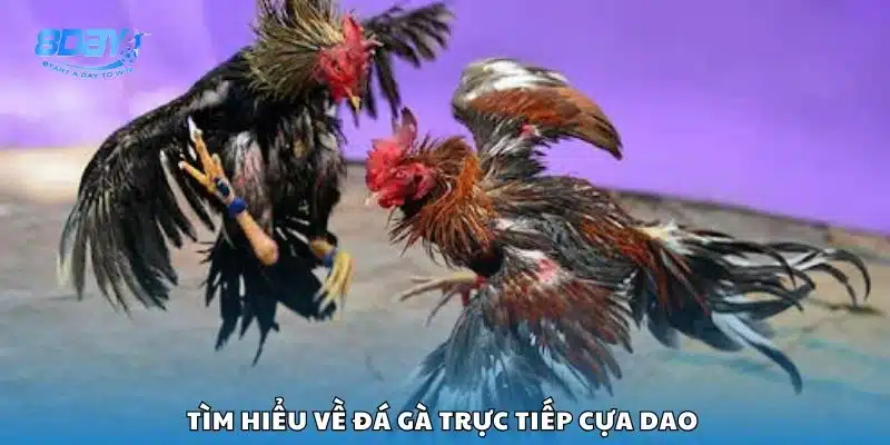Tìm hiểu về đá gà trực tiếp cựa dao