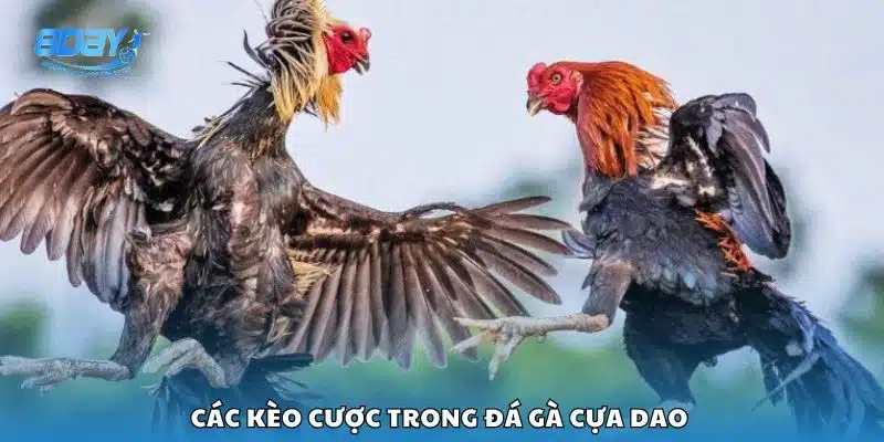 Các kèo cược trong đá gà cựa dao
