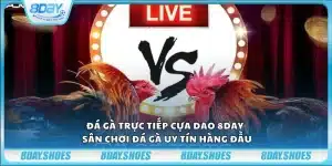 Đá gà trực tiếp cựa dao 8day - Sân chơi đá gà uy tín hàng đầu
