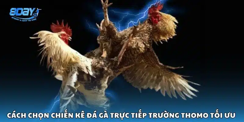 Cách chọn chiến kê đá gà trực tiếp trường Thomo tối ưu