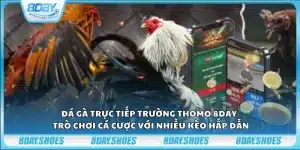 Đá gà trực tiếp trường Thomo 8day - Trò chơi cá cược với nhiều kèo hấp dẫn