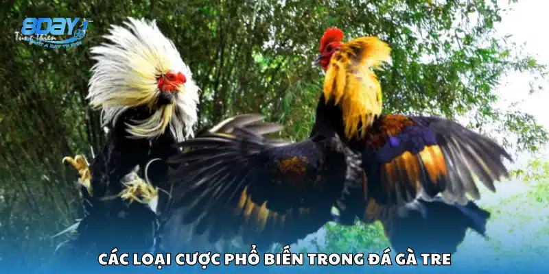 Những hình thức cược thông dụng trong đá gà tre