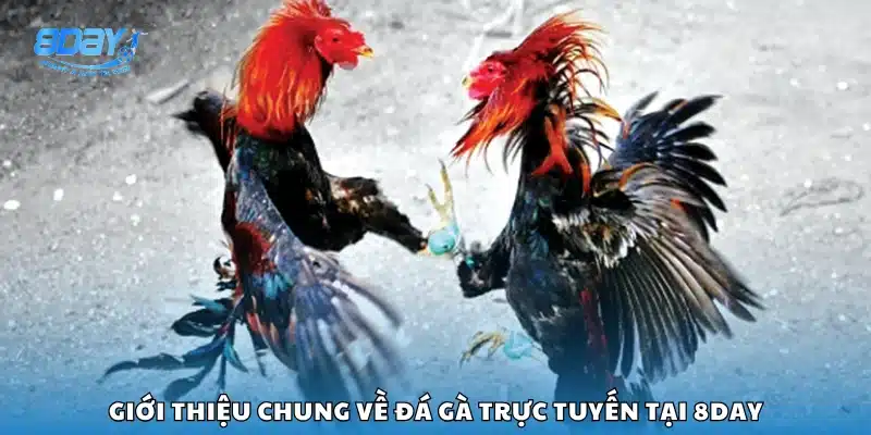 Khái quát chung đá gà trực tuyến trên nền tảng 8Day