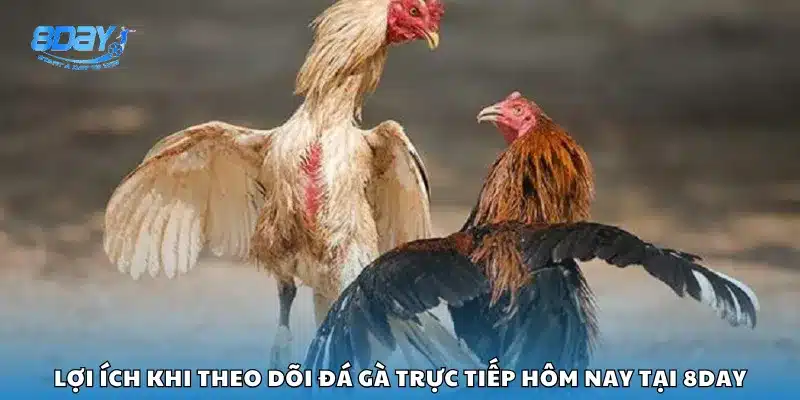 Lợi ích khi theo dõi đá gà trực tiếp hôm nay tại 8Day
