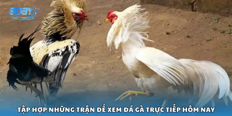 Tập hợp những trận để xem đá gà trực tiếp hôm nay
